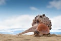 Murex Haustellum are unique lovely coloured delicate shells on the sand. Royalty Free Stock Photo