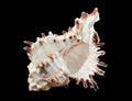 Murex Indivia Longspine Shell on a black background Royalty Free Stock Photo