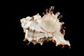 Murex Indivia Longspine Shell on a black background Royalty Free Stock Photo