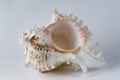 Murex Sea Shell Royalty Free Stock Photo