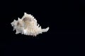 Murex Sea Shell Royalty Free Stock Photo