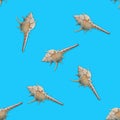 Murex seashells seamless pattern Royalty Free Stock Photo