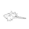 Murex shell drawing.Hand drawn seashell illustration Royalty Free Stock Photo