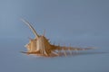 Murex Shell. Muricidae. Venu Comb Murex Royalty Free Stock Photo