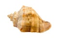 Murex snail shell Royalty Free Stock Photo