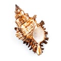 Murex Snail Shell (Chicoreus Brevifrons) Royalty Free Stock Photo