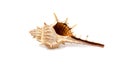 Murex trapa sea shell Royalty Free Stock Photo