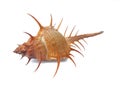 Marine gastropod closeup