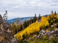 Murgtal hillside with yellow trees