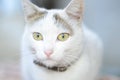 Muric White cat