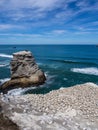 Gannet colony @ Muriwai Beach, Auckland, New Zealand Royalty Free Stock Photo