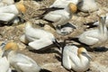 Muriwai gannet colony - New Zealand