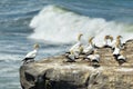 Muriwai gannet colony - New Zealand Royalty Free Stock Photo