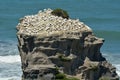 Muriwai gannet colony - New Zealand Royalty Free Stock Photo