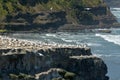 Muriwai gannet colony - New Zealand Royalty Free Stock Photo