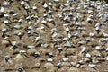 Muriwai gannet colony - New Zealand