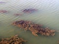 Murky lake water dirty, dirty turbid water caused by drought