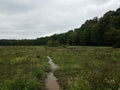 Murky muddy water or creek with green plants in wetland and beaver lodge with sticks Royalty Free Stock Photo