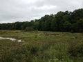 Murky muddy water or creek with green plants in wetland and beaver lodge with sticks Royalty Free Stock Photo