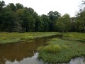 Murky muddy water or creek with green plants in wetland Royalty Free Stock Photo