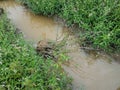 Murky muddy water or creek with green plants in wetland with tipped over plant Royalty Free Stock Photo