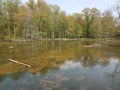 Murky or muddy water in lake or pond with algae and plants and goose Royalty Free Stock Photo