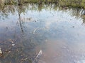 Murky or muddy water in lake or pond with plants and algae Royalty Free Stock Photo