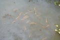 A murky pond filled with small gold colored fishes and some water plants