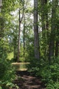 Murky water through tall trees Royalty Free Stock Photo