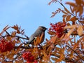 Murmansk region birds on a Rowan branch