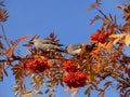 Murmansk region birds on a Rowan branch