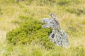 Murmeltier sitzt auf Felsen am Busch umgeben von Gras