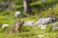 Murmeltier sitzt zwischen Felsbrocken im gruenen Gras