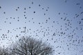 Murmuration of Starlings in Flight Royalty Free Stock Photo