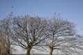 Murmuration of Starlings in Flight Royalty Free Stock Photo