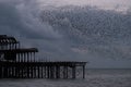 Murmuration of starlings over the remains of West Pier, Brighton UK. Photographed at dusk. Royalty Free Stock Photo