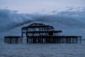 Murmuration of starlings over the remains of West Pier, Brighton UK. Photographed at dusk. Royalty Free Stock Photo