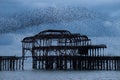 Murmuration of starlings over the remains of West Pier, Brighton UK. Photographed at dusk. Royalty Free Stock Photo