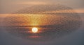 Murmuration of starlings over sunset, creating mesmerizing patterns in the sky Royalty Free Stock Photo