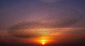 Murmuration of starlings at sunset over the sea, creating stunning patterns Royalty Free Stock Photo