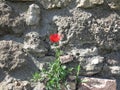 stone wall with common red poppy Royalty Free Stock Photo