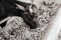 Murrah baffalo eating grass in milk farm, Thailand Royalty Free Stock Photo