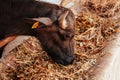 Murrah baffalo eating grass in milk farm, Thailand Royalty Free Stock Photo