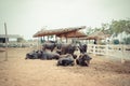 Murrah buffalo Royalty Free Stock Photo