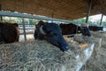 Murrah buffalo in thailand eating dry hay Royalty Free Stock Photo