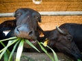 Murrah buffaloes Royalty Free Stock Photo
