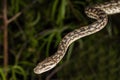 Murray Darling Carpet Python Royalty Free Stock Photo