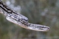 Murray Darling Carpet Python