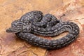 Murray Darling Carpet Python Royalty Free Stock Photo