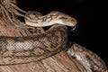 Murray Darling Carpet Python Royalty Free Stock Photo
